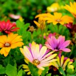 Colorful daisies blossoming in a lush garden during springtime, showcasing vivid hues and natural beauty.